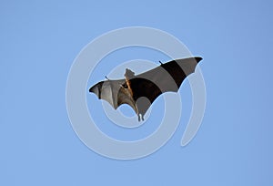 Lyie's flyingfox