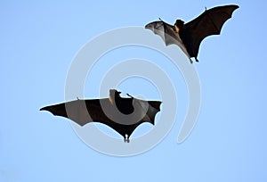 Lyie's flyingfox
