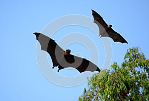 Lyie's flyingfox