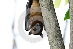 Lyie's flyingfox
