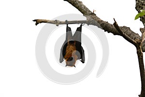 Lyie's flyingfox