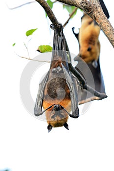 Lyie's flyingfox