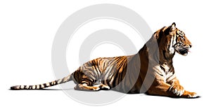 Lying adult tiger. Isolated over white