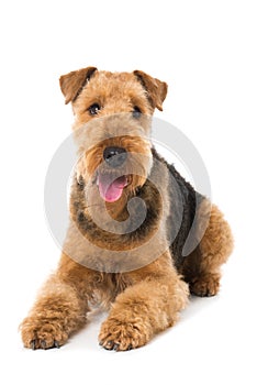 Lying Airedale Terrier on white background