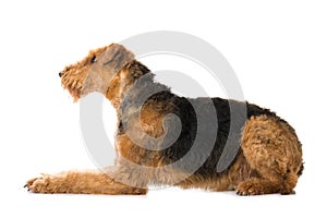 Lying Airedale Terrier on white background