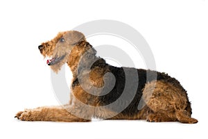 Lying Airedale Terrier on white background