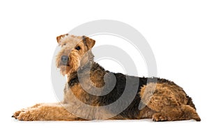 Lying Airedale Terrier on white background