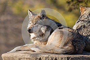 Lying Alert wolf at Brookfield Zoo