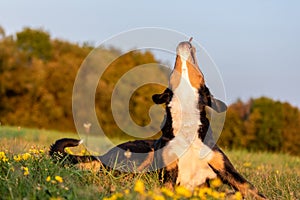 Lying appenzeller sennenhund dog looks up