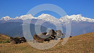 Lying baby buffalo and snow capped mountains
