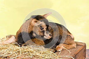 Lying baby dwarf goat