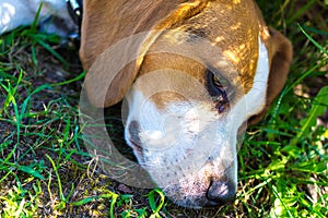 Lying beagle dog tired after running