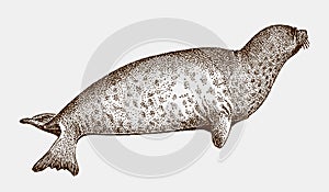 Lying bearded seal, erignathus barbatus