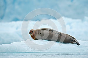 Lying Bearded seal on white ice in arctic Svalbard