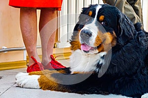 Lying Berner Sennenhund on dog show