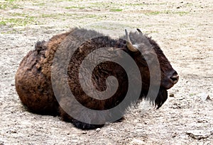 Lying big brown bison on meadow in spring