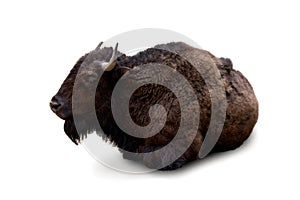 Lying big brown bison on a white background