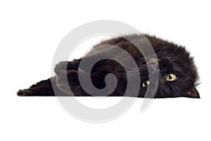 Lying black cat isolated