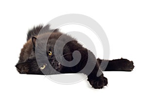 Lying black cat isolated