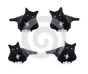 Lying black cat isolated over the white background