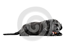 Lying black puppy with treat isolated