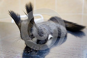 Lying black squirrel with tassels on the ears