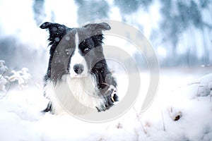 lying black and white border collie on snow, winter portrait