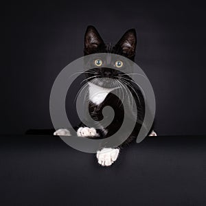 Lying black and white house cat kitten with a black background