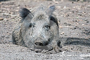 Lying boar