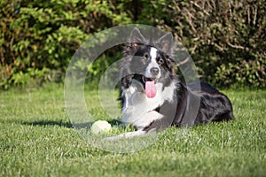 Lying Border collie with a yellow ball