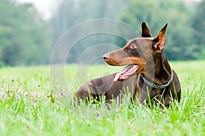Lying brown doberman pinscher