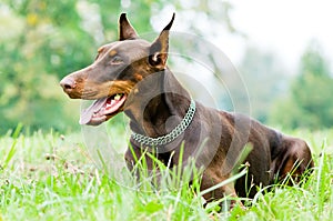 Lying brown doberman pinscher