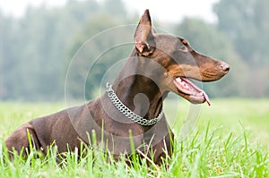 Lying brown doberman pinscher