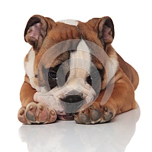 Lying brown english bulldog loking sad and depressed