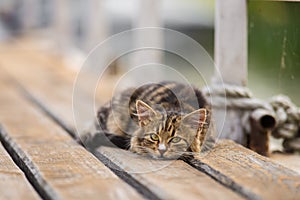 Lying brown wild cat on the wood floor