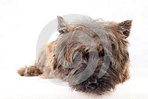 Lying cairn terrier portrait.
