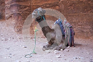 Lying camel
