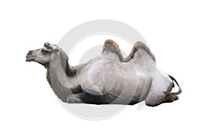 lying camel isolated on white background