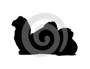 Lying Camel Silhouette on White Background
