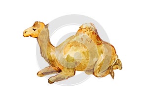Lying camel. Watercolor drawing isolated on white