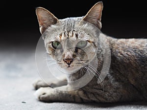 Lying cat stare at camera
