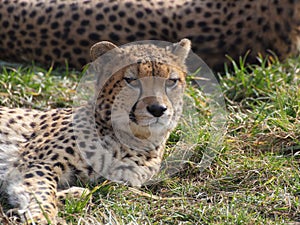 Lying cheetah closeup portrait