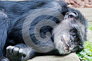 Lying chimp