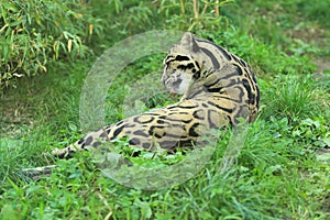 Lying clouded leopard