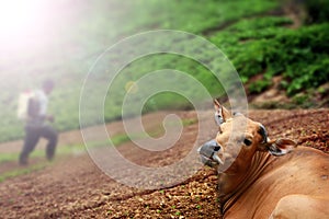 Lying cow and a farmer spraying insecticide photo