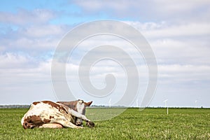 Acostada una vaca escondite su ojos para su pierna en todo derecho 