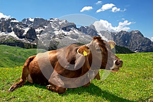 Lying cow pasture behind the mountain Brenta