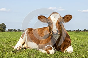 Lying cow red and white in a pasture lazy, looking cute in a green field and a blue sky