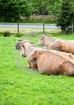 Lying cows on meadow