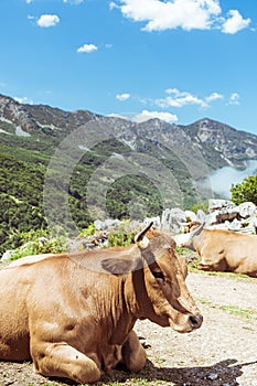 Lying cows resting on a sunny day in the San Isidro mountain pass in Asturias Spain